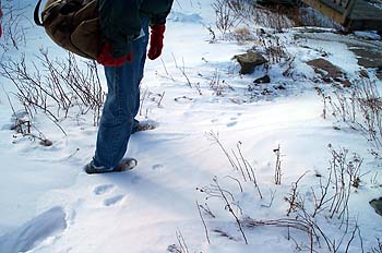 Rabbit tracks