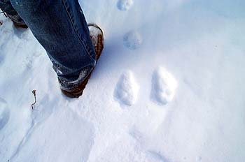 Rabbit tracks close up